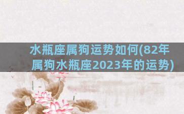 水瓶座属狗运势如何(82年属狗水瓶座2023年的运势)